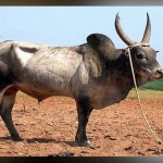 Jallikattu - Our 8000 year old tradition
